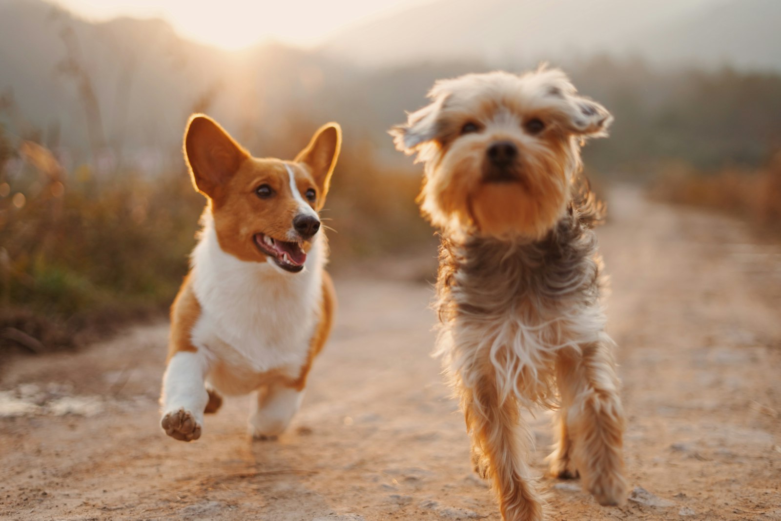 Viaja con tu perro por España y Andorra